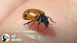 Mujer rescata a una mariquita... ¿en el supermercado? | El Dodo