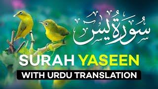 Surah Yasin | Surat Yaseen with Urdu Translation | Quran Tilawat Beautiful Voice | Hindi Tarjuma