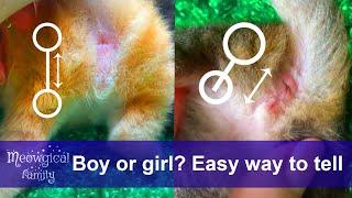 How to tell if a kitten is female or male? Easy way! ️