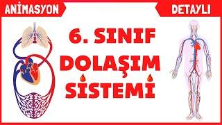 Dolaşım Sistemi 6. Sınıf Fen Bilimleri 2. Ünite