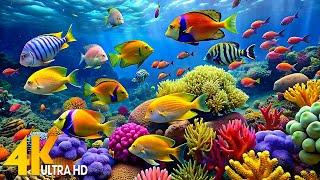 Under Red Sea 4K - Beautiful Coral Reef Fish in Aquarium, Sleep Meditation Music - 4K Video UHD #9