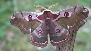 HOW TO BREED The "Eastern Emperor Moth" (Rinaca boisduvalii)