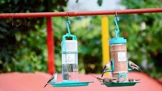 Ami Jivdaya Feeder. Bird feeder and water feeder.