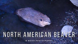 North American Beaver (Castor canadensis)