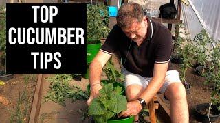 Garden Tips For Growing An Amazing Amount of Cucumbers