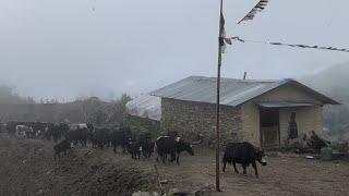 Himalayan Yak Herder Life In Nepal || The Himalayas Story Of Shepherd || This Is Pure Himalayan Life