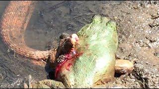 Northern Water Snake Eating American Bullfrog