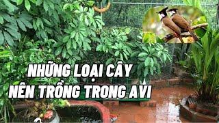 Trồng cây gì trong Avi mà chim không vặt lá?