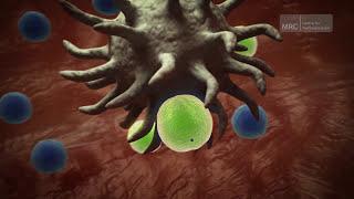 The Immune System | Preserving Disease Resistance After a Transplant