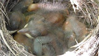 Blackbird nesting