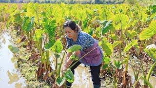 Taro Feast | There are unexpected things in life, but we can always find a way to heal ourselves.