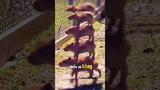 CAPYBARA HÀI HƯỚC P1 #capybara #chuotlang