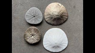 Sand Dollar Sand Casting With Aluminum Bronze Metal Alloy- The Growing Stack