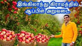 இங்கிலாந்து கிராமத்தில் Apple அறுவடை | Fruit and vegetable picking | Tamil Vlog