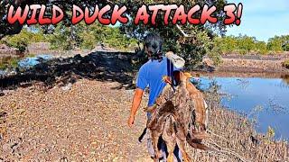 FISHPOND UNDER ATTACK BY WILD DUCKS! | WILD DUCK HUNTING | X4 RAF HUNTER EP77 | #hunting #viral