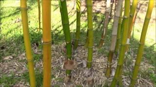 An Outstanding Clumping Non-Invasive Timber Bamboo - Bambusa Vulgaris