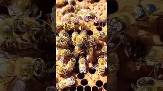 درگیری ملکه #honey #youtube #گنجینه #ganga #explore #beekeeper #ملکه #عسل #imker #royaljelly