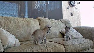 Chapter 3: Bobcat Kittens Come Out to Play: May 20 - May 26, 2024