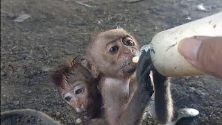 cute baby monkey #adorablebabymonkey #cutebabymonkey #newbornbabymonkey