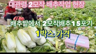 대관령고냉지 배추2모작 55일만에 또 배추작업하는 현장에서 배추1박스당 가격을 물어보았습니다. 한박스에 15포기정도….