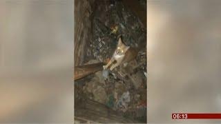 Droptop the cat rescued from WWII bunker (UK) - BBC News - 26th June 2019