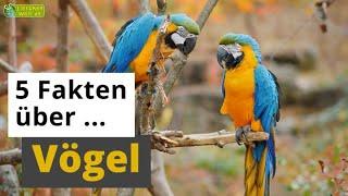 5 Fakten über Vögel: Strauß, Pinguin, Kolibri & Co. - Tier-Doku für Kinder