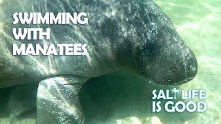 Swimming with a Family of Manatee off Key Biscayne & SUP to Sandbar Across Crandon Park