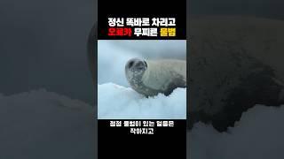 오르카 소굴에 갇혀도 정신 차리면 살 수 있어!