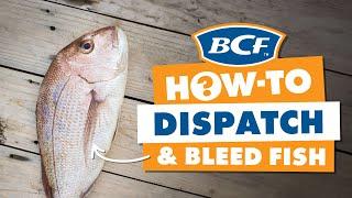 Dispatching & Bleeding Fish - Ikejime Method - BCF How To