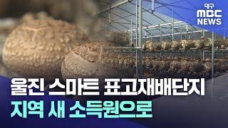 울진 스마트 표고재배단지⋯지역 새 소득원으로  | 대구MBC뉴스