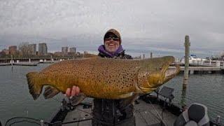 Monster Brown Trout 20+ lbs