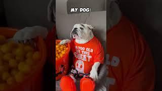 Other Dogs vs My Pets #dog #puppy #animals #pets #cat #funny #fun #doglover