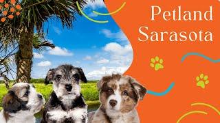  Visit Petland Sarasota Now For Puppies & More!