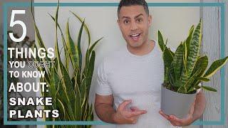 5 Things You Ought To Know About Snake Plants (Dracaena Laurentii)! Crucial Care Tips and More!