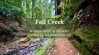 Fall Creek Unit of Henry Cowell Redwoods SP Surviving from CZU Wildfire