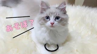 かしこい？遊んでほしくておもちゃを持ってくる猫！【サイベリアン】