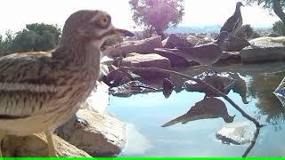 Stone-curlew (Burhinus oedicnemus), Eurasian Stone-curlew or simply the Stone-curlew / Τρουλλουρια