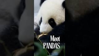 Why Are Pandas So Weird?!  | Funny Panda Facts You Won’t Believe! #trending #panda #viral #facts
