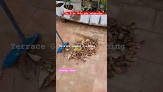 Terrace Garden Cleaning  #shorts #trendingshorts #shortfeed #madithottam #new #terracegarden #reels