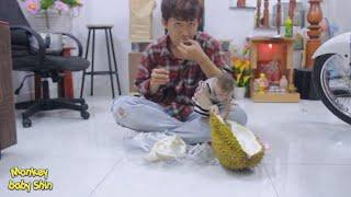 Monkey Baby Shin Eats Durian Very But Doesn't Seem Familiar, Dog Chi Prefers to Eat