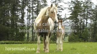 The Horsemart breed guide to Cob