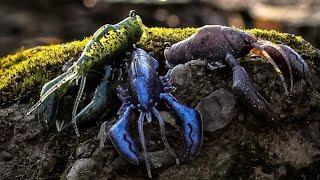 How to Jig Fish with the Sleeper Craw