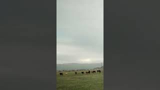 [PointFOOTAGE] Animals - Cattle cow herd walk pasture field - XLS - 9906465 - Vertical