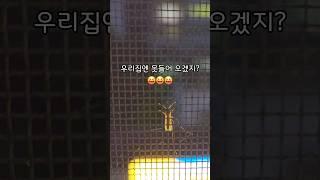 여름철 창문틈새 점검   #모기퇴치 #벌레차단