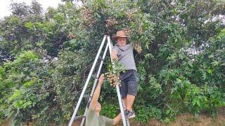 姐姐家滿山的龍眼沒人吃，阿胖山摘滿滿兩大框，自制桂圓幹！