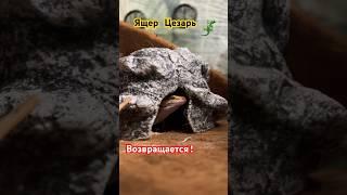 Ящер Цезарь снова в деле #music #dance #hiphop #rnb #song #snoopdogg #wiggle #ящерица