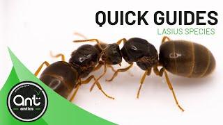 Quick Look Guide | Lasius species (Garden Ants)