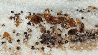 How to Confirm a Bed Bug Infestation