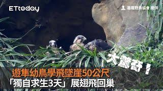 大驚奇！遊隼幼鳥學飛墜崖50公尺　「獨自求生3天」展翅飛回巢