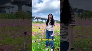 中山神灣這片花海真的絕了！都給我衝！#神灣 #中山樓盤 #中山 #大灣區 #整裝定制#裝修